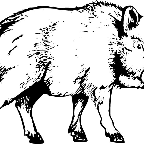 BOAR0003 Thumbnail
