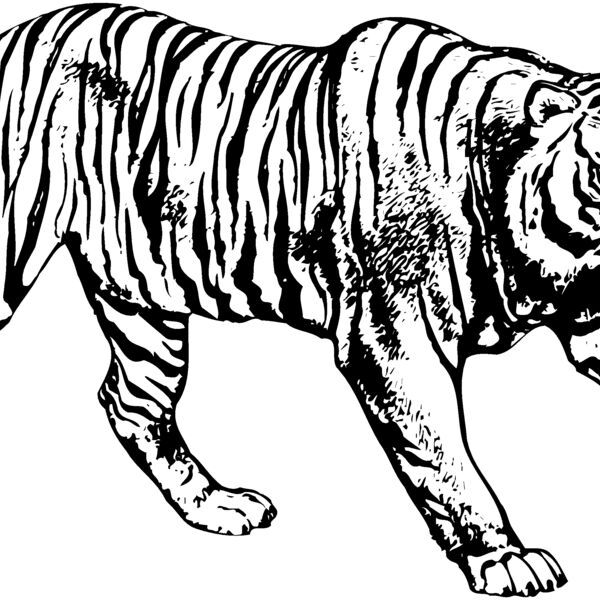 TIGER005 Thumbnail