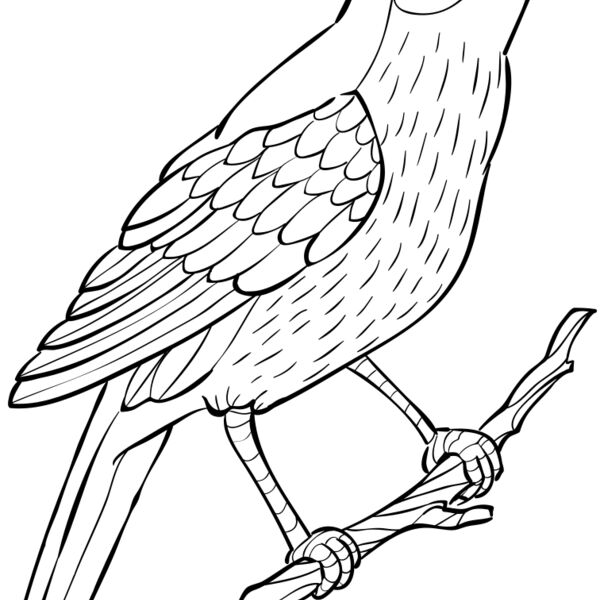 Nightingale   Clipart 2 Thumbnail