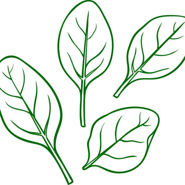 Spinach Thumbnail